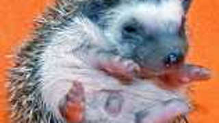 Hedgehogs Hatch Early For Spring • Sue Johanson Ends <i>Sex Talk</i>